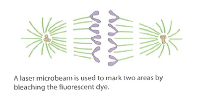 Cell Cycle Regulation. Recall that one approach to the study of cell cycle regulation has been to fuse cultured cells that are at different stages of the cell cycle and observe the effect of the fusion on the nuclei of the fused cells (heterokaryons). When cells in G1 are fused with cells in S, the nuclei from the G1 cells begin DNA replication earlier than they would have if they had not been fused. In fusions of cells in G2 and S, however, nuclei continue their previous activities, apparently uninfluenced by the fusion. Fusions between mitotic cells and interphase cells always lead to chromatin condensation in the nonmitotic nuclei. Based on these results, identify each of the following statements about cell cycle regulation as probably true (T), probably false (F), or not possible to conclude from the data (NP). (a)The activation of DNA synthesis may result from the stimulatory activity of one or more cytoplasmic factors. (b)The transition from S to G2 may result from the presence of a cytoplasmic factor that inhibits DNA synthesis.  (c)The transition from G2 to mitosis may result from the presence in the G2 cytoplasm of one or more factors that induce chromatin condensation.  (d)G1 is not an obligatory phase of all cell cycles.  (e)The transition from mitosis to G1 appears to result from the disappearance or inactivation of a cytoplasmic factor present during M phase.  FIGURE Use of Laser Photobleaching to Study Chromosome Movement During Mitosis. See Problem.           
