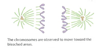 Cell Cycle Regulation. Recall that one approach to the study of cell cycle regulation has been to fuse cultured cells that are at different stages of the cell cycle and observe the effect of the fusion on the nuclei of the fused cells (heterokaryons). When cells in G1 are fused with cells in S, the nuclei from the G1 cells begin DNA replication earlier than they would have if they had not been fused. In fusions of cells in G2 and S, however, nuclei continue their previous activities, apparently uninfluenced by the fusion. Fusions between mitotic cells and interphase cells always lead to chromatin condensation in the nonmitotic nuclei. Based on these results, identify each of the following statements about cell cycle regulation as probably true (T), probably false (F), or not possible to conclude from the data (NP). (a)The activation of DNA synthesis may result from the stimulatory activity of one or more cytoplasmic factors. (b)The transition from S to G2 may result from the presence of a cytoplasmic factor that inhibits DNA synthesis.  (c)The transition from G2 to mitosis may result from the presence in the G2 cytoplasm of one or more factors that induce chromatin condensation.  (d)G1 is not an obligatory phase of all cell cycles.  (e)The transition from mitosis to G1 appears to result from the disappearance or inactivation of a cytoplasmic factor present during M phase.  FIGURE Use of Laser Photobleaching to Study Chromosome Movement During Mitosis. See Problem.           