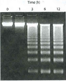 Apoptosis and DNA. When cells undergo apoptosis, their DNA becomes fragmented. When the DNA is run out on a gel, the     resulting fragments differ in size by a standard amount, about 200 bp, so that the resulting separated DNA has a characteristic ladder  appearance (Figure 24-30 ). Explain why this pattern of DNA fragments is obtained, based on what you know about eukaryotic chromatin.