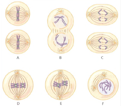 Ordering the Phases of Meiosis. Drawings of several phases of meiosis in an organism, labeled A through F, are shown in Figure. FIGURE. Six Phases of Meiosis to Be Ordered and Identified.   (a)What is the diploid chromosome number in this species (b)Place the six phases in chronological order, and name each one. (c)Between which two phases do homologous centromeres separate (d)Between which two phases does recombination occur<div style=padding-top: 35px> 