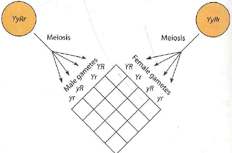 QUANTITATIVE Punnett Squares as Genetic Tools. The genetic characters of seed color (where Y is the allele for yellow seeds and y for green seeds)and seed shape (where R is the allele for round seeds and r for wrinkled seeds)were used by Mendel in some of his crosses. (a)Mendel performed a one-factor cross between parent plants that were both heterozygous for seed color Yy × Yy. Using a Punnett square, explain the 3:1 phenotypic ratio Mendel observed for the offspring of such a cross. (b)Mendel went on to perform a two-factor cross between plants heterozygous for both seed color ( Yy )and seed shape (Rr). How does the Punnett square of Figure 25-26 reflect Mendel's law of independent assortment (c)Complete the Punnett square of Figure 25-26 by writing in each of the possible progeny genotypes. How many different genotypes will be found in the progeny In what ratios (d)For the case of Figure 25-26, how many different phenotypes will be found in the progeny In what ratios
