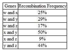 Genetic Mapping. The following table provides data concerning the frequency with which four genes ( w , x, y, and z)located on the same chromosome recombine with each other.   (a)Construct a genetic map indicating the order in which these four genes occur and the number of map units that separate the genes from each other. (b)In constructing this map, you may have noticed that the map distances are not exactly additive. Can you provide an explanation for this apparent discrepancy<div style=padding-top: 35px> 