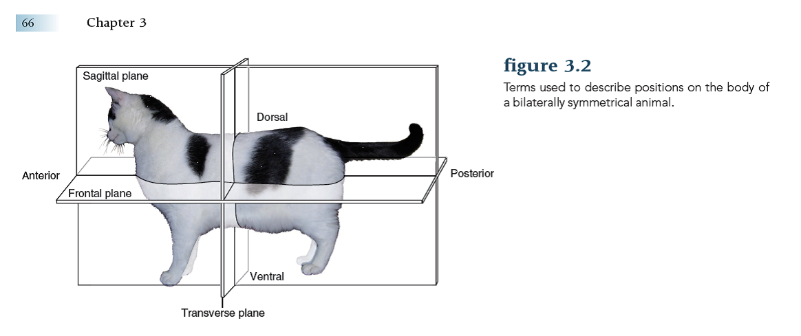 Use the following terms to identify regions on your body and on the body of a frog (see p. 66): anterior, posterior, dorsal, ventral, lateral, distal, proximal.  