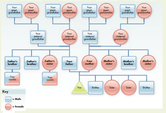 Create Your Family Tree for Health-Related Concerns   Adapt this diagram to your family tree. Under each heading, list year born, year died (if applicable), major diseases that developed during the person's lifetime, and cause of death (if applicable). Figure 3-21 provides one such example. You are likely to be at risk for any diseases listed. Creating a plan for preventing such diseases when possible, especially those that developed in your family members before age 50 to 60 years, is advised. Speak with your physician about any concerns arising from this exercise.<div style=padding-top: 35px> 