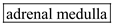 Epinephrine, also known as adrenaline is a neurotransmitter hormone. It is responsible for inducing fight-or-flight response towards a stimulus. This is done by the increasing the blood flow to the muscles, dilating pupils and increasing blood sugar level. Epinephrine is secreted by the adrenal glands. These are a small pair of glands present on top of the kidneys. They are split into two regions that are, adrenal medulla and adrenal cortex. It is adrenal medulla that is responsible for secreting epinephrine hormone. So, the blank can be filed with   .