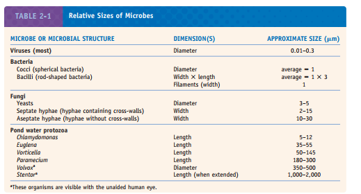 Assume that a pinhead is 1 mm in diameter. How many spherical bacteria (cocci) , lined up side by side, would fit across the pinhead? (Hint: Use information from Table 2-1.)    a. 100 b. 1,000 c. 10,000 d. 100,000
