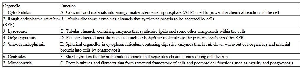 Match the organelle with its function.   