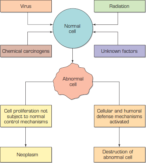 How does the body defend itself against abnormal cells that arise spontaneously in the course of cell division? What is the consequence of failure of these defense mechanisms (see Figure 1)? Figure 1  Factors leading to neoplastic transformation of cells counterbalanced by immunologic defense against neoplasm. Conversion of a normal cell into an abnormal one requires activation of oncogenes and inactivation of tumor suppressor genes, which renders the cell unresponsive to normal control mechanisms that regulate cell growth. Generally, multiple step-by-step mutations are required to transform a normal cell into a cancer cell.   