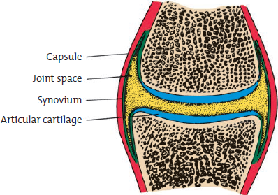 Describe the structure of the typical movable joint (see Figure 1). Figure 1 Structure of a typical movable joint.  <div style=padding-top: 35px> 