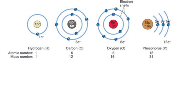 Explain how the atomic number differs from the mass number. b. Describe how an isotope differs from an ion. c. Looking at Figure, do these atoms have filled outer electron shells Explain. Figure: The atomic structure of four biologically essential elements illustrates that the number of protons equals the number of electrons (though not necessarily equal to the number of neutrons).