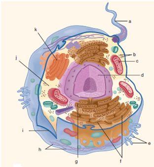 Identify the cell structures (a-p) indicated in drawings Figure 1 and Figure 2 below. What is a function for each structure  Figure 1:      Figure 2:    
