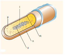 Identify the cell structures (a-p) indicated in drawings Figure 1 and Figure 2 below. What is a function for each structure  Figure 1:      Figure 2:    