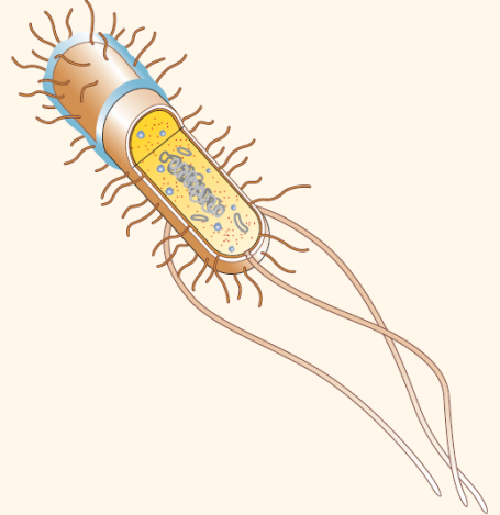 Identify and label the structure on the accompanying bacterial cell from each of the following descriptions. Some separate descriptions may apply to the same structure. Descriptions: a. Is involved with nutrient storage. b. An essential structure for chemotaxis, aerotaxis, or phototaxis. c. Contains nonessential genetic information that provides genetic variability. d. The structure that synthesizes proteins. e. The protein structures used for attachment to surfaces. f. Contains essential genes for metabolism and growth. g. Prevents cell desiccation. h. A 70S particle. i. Contains peptidoglycan. j. Regulates the passage of substances into and out of the cell. k. Extrachromosomal loops of DNA. l. Represents a capsule or slime layer. m. The semifluid mass of proteins, amino acids, sugars,salts, and ions dissolved in water.