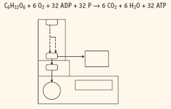 Identify on the metabolic map key where each reactant is used and where each product is produced in the aerobic cellular respiration summary equation. Equation: