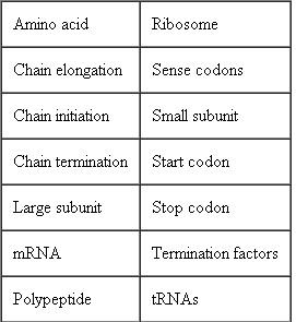 Construct a concept map for translation using the following terms. ( Key Concept 3 )   