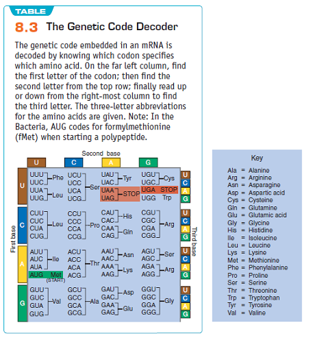 Answer the following questions that pertain to (1) transcription and translation, and (2) mutations. Use the genetic code (Table). Use the base sequence to answer the following questions about mutations. A. Is the sequence above a single strand of DNA or RNA Why B. Using the sequence above, show the translation result if a mutation results in a C replacing the T at base 12 from the left end of the sequence. Is this an example of a silent, missense, or nonsense mutation C. Using the sequence above, show the translation result if a mutation results in an A inserted between the T (base 12) and the T (base 13) from the left end of the sequence. Is this an example of a silent, missense, or nonsense mutation Table: The Genetic Code Decoder