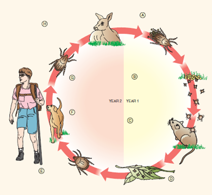 In the below figure, outline the life cycle (A-H) of the Ixodid tick responsible for the transmission of Lyme disease.