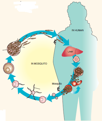 Label the two parasite life cycles for (1) malaria and (2) schistosomiasis, using the term lists provided. (1) Plasmodium Life Cycle Term List  Definitive host Gametes Gametocyte Intermediate host Merozoites Oocyst Sporozoites Zygote     (2) Schistosoma Life Cycle Term List  Cercaria Definitive host Eggs Intermediate host Miracidium   