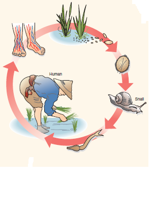 Label the two parasite life cycles for (1) malaria and (2) schistosomiasis, using the term lists provided. (1) Plasmodium Life Cycle Term List Definitive host Gametes Gametocyte Intermediate host Merozoites Oocyst Sporozoites Zygote (2) Schistosoma Life Cycle Term List Cercaria Definitive host Eggs Intermediate host Miracidium