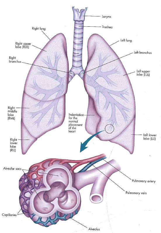 The larynx, trachea, bronchi, and lungs with an expanded view showing the structures of an alveolus anti the pulmonary blood vessels.   From Medical Terminology: A Word-Bunding Approach, 7th ed. (Figure 11.5), by J. Rice. 2012, Upper Saddle River. NJ: Pearson Education, Inc. Reproduced by permission of Pearson Education, Inc., Upper Saddle Hiver, New Jersey. Pneumonia occurs when microorganisms get into the lower respiratory tract and overwhelm the body's defenses. Name at least two normal defense mechanisms present in the upper airway that help prevent microorganisms getting into the lower respiratory tract.<div style=padding-top: 35px> 