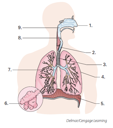 Label the structures of the respiratory system by matching them with their correct combining form. ______________alveol/o ______________bronch/o ______________trache/o ______________laryng/o ______________rhin/o, nas/o ______________pharyng/o ______________phren/o, diaphram/o ______________pulmon/o ______________epiglott/o  <div style=padding-top: 35px> 