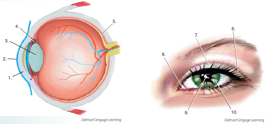 Label the structures of the eye by matching the number with the combining form. Then write the structure name in the blank. __________________ corne/o, kerat/o______________________________________________________ __________________ retin/o______________________________________________________ __________________ scler/o______________________________________________________ __________________ cycl/o______________________________________________________ __________________ core/o______________________________________________________ __________________ phac/o______________________________________________________ __________________ irid/o______________________________________________________ __________________ blephar/o______________________________________________________ __________________ conjunctiv/o______________________________________________________ __________________ lacrim/o,dacry/o______________________________________________________  <div style=padding-top: 35px> 