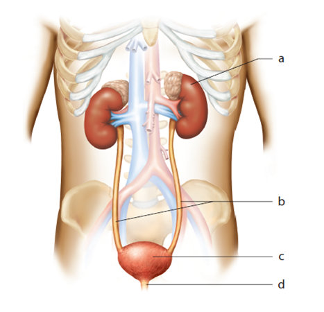 Label the indicated parts in the following drawing. Urethra