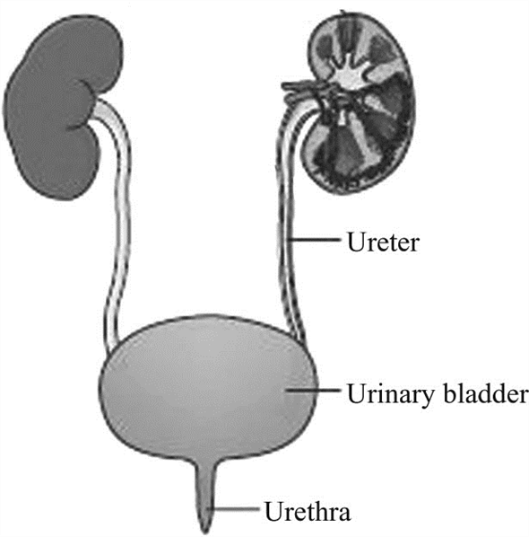     <div class=answer> The diagrammatic representation of excretory system is shown below,    The components of excretory system are, • Ureter • Urinary bladder • Urethra 