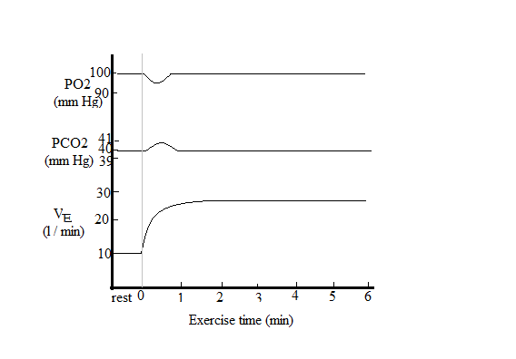     <div class=answer> During a transition from rest to constant load submaximal exercise, changes occur in the pulmonary ventilation. At the beginning of the exercise, expired ventilation (V<sub>E</sub>) increases rapidly. It then becomes slower and reaches a steady-state. These changes are shown in graph 1 given below. The arterial tensions of PCO<sub>2</sub> and PO<sub>2</sub> are relatively unchanged during the submaximal exercise. However, the arterial PO<sub>2</sub> decreases and arterial PCO<sub>2</sub> slightly increases in the transition from rest to steady-state exercise, as shown in graph 1.   Graph 1: Changes in ventilation and partial pressures of O2 and CO2 n the transition from rest to steady-state submaximal exercise. 