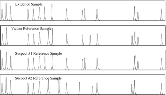 Following up on reports of a man who attacked an elderly lady (Victim Reference Sample)  and spit in her face, the police went to the homes of Suspect 1 and Suspect 2, who each gave police a cheek swab. The electropherogram resulting from STR analysis is shown below. The Evidence Sample is spit from a handkerchief the elderly woman used to wipe her face. Your job is to decide which suspect committed the crime.   A)  Suspect 1 committed the crime B)  Suspect 2 committed the crime