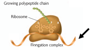 Below is a simplified diagram of several components of the translation machinery. The ribosome is moving from left to right in this figure. The arrow points to the:    A)  3'end of the Mrna B)  5' end of the mRNA C)  3' end of the rRNA D)  5' end of the rRNA