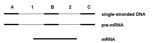 You are investigating a gene with two large introns (intron 1 and 2) and three short exons (exons A, B, C). Show the results of R-looping experiments performed with: (a) mRNA with exons A, B, and C, and single-stranded DNA (b) pre-mRNA and single-stranded DNA (c) mRNA with exons A and C only, and single-stranded DNA ‪  