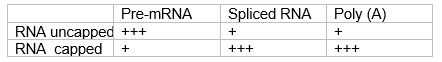 You have developed an in vitro assay for both splicing and polyadenylation. You generate in vitro radioactively labeled pre-mRNA substrates that either include a 5′ cap or lack the 5′ cap. You incubate these labeled pre-mRNA substrates with mammalian cell nuclear extract and run out the products on a sequencing gel. You then distinguish the products based on their relative size in the gel. You get the following results where the number of pluses is related to the relative amount of radioactivity found in that band on the gel:    Propose a hypothesis that explains these results.