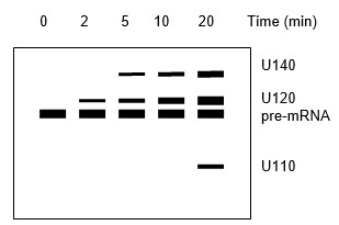 You have discovered a minor class of rare introns that use a distinct splicing machinery involving snRNPs U110, U120, and U140. An experiment was performed to determine the order of assembly. A pre-mRNA was attached to agarose beads and incubated with purified splicing components. At time points from 0-20 minutes, RNA was extracted from the beads and analyzed by Northern blot with labeled probes specific for each RNA. In what order are the snRNPs assembled?   