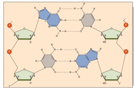 Consider a Northern blot: (a) Which strand of a DNA probe will hybridize to mRNA on the blot: the anti-sense strand, the sense strand, or both strands? (b) On the diagram of the DNA-RNA hybrid shown below, which bonds form when the DNA probe hybridizes to the mRNA?   