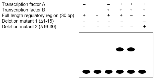 Consider a cotransfection assay with expression vectors for two putative transcription factors that you suspect work together to activate transcription, and with a regulatory region of interest attached to a CAT reporter gene. You also test two deletion () mutants of the regulatory region.  (a) How could you confirm that the transcription factors are transcribed and translated in the transfected cells? (b) Interpret the results of the CAT assay below. The plus and minus symbols indicate that presence or absence of expression vectors for the listed components in the transfection assay.    (c) How would you demonstrate protein-protein interaction between the two transcription factors in vivo and in vitro? Show sample positive results. (d) Describe protocols to further characterize direct binding of the proteins to DNA in vitro and in vivo. Show sample results.