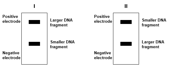 Which diagram (I or II)  shows the correct drawing of gel electrophoresis of DNA fragments of differing size? ?   A)  I B)  II