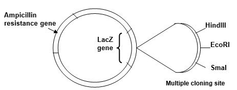 You have attempted to ligate a 1.5 kb fragment of foreign DNA into the EcoRI site in the multiple cloning site of the 4.0 kb plasmid vector shown below: ‪   (a) After ligation you use the DNA in the ligation mixture to transform host bacteria. Why is it important to use host bacteria that are deficient for restriction-modification? (b) You screen the bacteria that supposedly have been transformed with recombinant plasmid DNA. Some of the bacterial colonies growing on the nutrient agar plate that contains ampicillin and X-gal are white and some are blue. Explain these results. (c) To confirm the presence of the foreign DNA insert, you perform EcoRI restriction endonuclease digests on DNA extracted from bacterial colonies. On the diagram of an agarose gel shown below, draw the pattern of bands (label their size in kb) you would expect to see for EcoRI-digested recombinant plasmid and EcoRI-digested non-recombinant plasmid vector, after electrophoresis and staining of the gel with ethidium bromide.