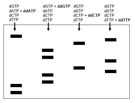 The nucleotide sequence of a DNA fragment was determined by the Sanger (dideoxy) DNA sequencing method. The data are shown below. What is the 5′ to 3′ sequence of the nucleotides in the original DNA fragment?   