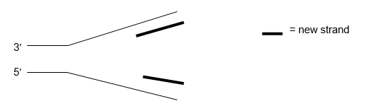 The diagram below shows a replication fork in nuclear DNA. (a) Label the leading strand and lagging strand and indicate to which strand of DNA telomerase adds repeats. (b) Show on the drawing what happens next on each strand as more of the duplex DNA unwinds at the replication fork. Use arrows to show the direction of synthesis for each strand. You do not need to show all the protein components of the replication machinery.  <div style=padding-top: 35px> 