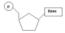 Show where the 2′-OH group is located on the NTP below. What role does the 2′-OH play in a hammerhead ribozyme? ‪  