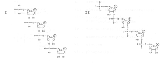Which figure (I or II)  shows the correct structure for a nucleic acid chain?     A)  I B)  II