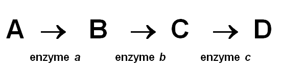 According to Beadle and Tatum's one-gene, one-enzyme hypothesis, how many different genes are apparently operating in the pathway shown above?   A)  It cannot be determined from the pathway. B)  1 C)  2 D)  3