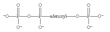 Which is the structure for ATP? A)    B)    C)    D)  All of these choices are correct formulas for ATP.