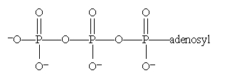 Which is the structure for ATP? A)    B)    C)    D)  All of these choices are correct formulas for ATP.