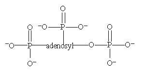 Which is the structure for ATP? A)    B)    C)    D)  All of these choices are correct formulas for ATP.
