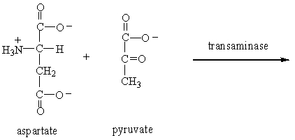 Which of the following is produced when the amino acid aspartate undergoes transamination reaction shown here?   A)    B)    C)    D)   