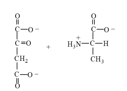 Which of the following is produced when the amino acid aspartate undergoes transamination reaction shown here?   A)    B)    C)    D)   