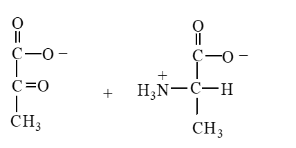 Which of the following is produced when the amino acid aspartate undergoes transamination reaction shown here?   A)    B)    C)    D)   
