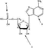 In the following structure, which labeled structure is the sugar residue?   A)  a B)  b C)  c